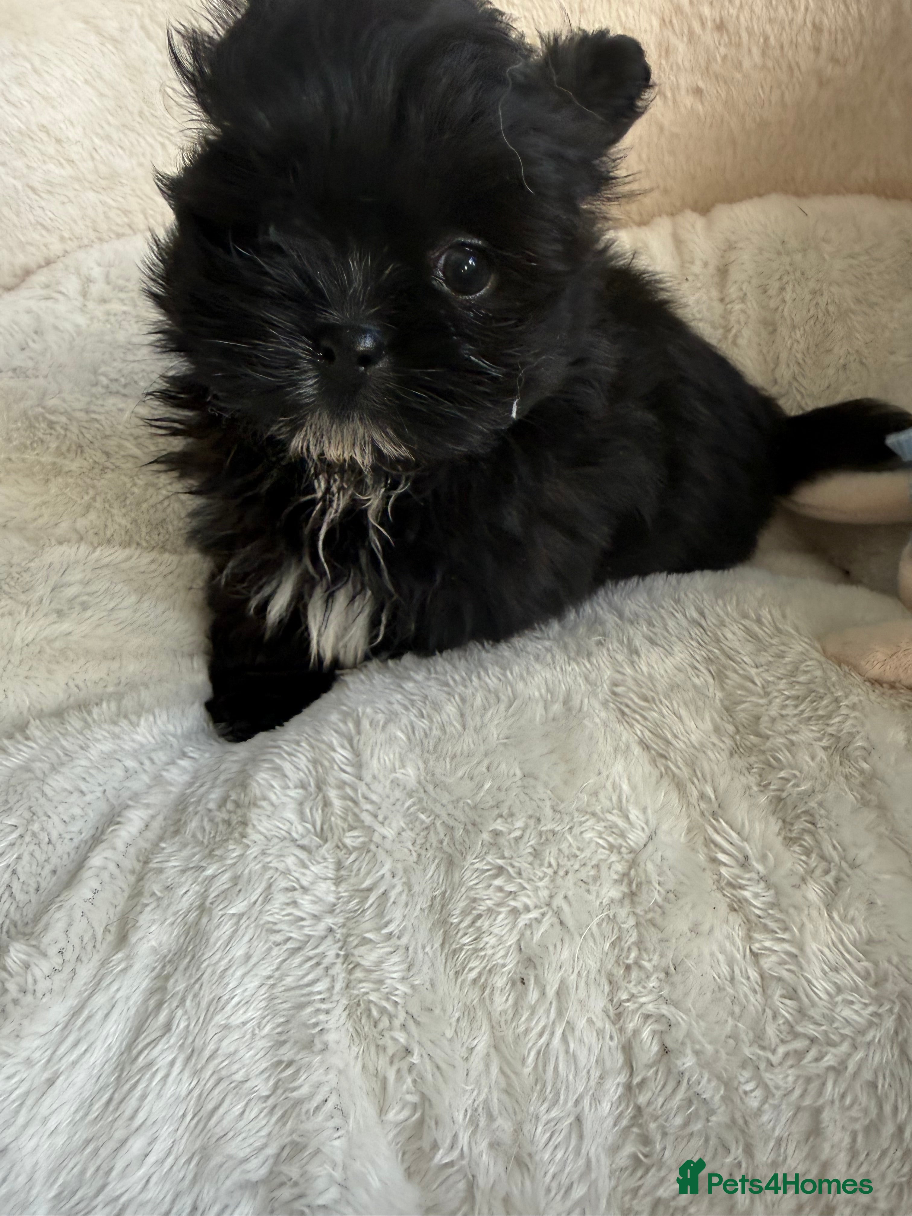 Mixed Breed dogs REDUCED Shihtzu x Pomeranian health checked  - Advert 1