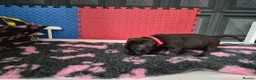 Staffordshire Bull Terrier dogs for sale: Staffordshire bull terrier pups in Leeds - Advert 4