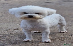 Poochon dogs for sale: 💥STUNNING H/TESTED F1 POOCHON PUPPIES FOR SALE💥 - Image 5
