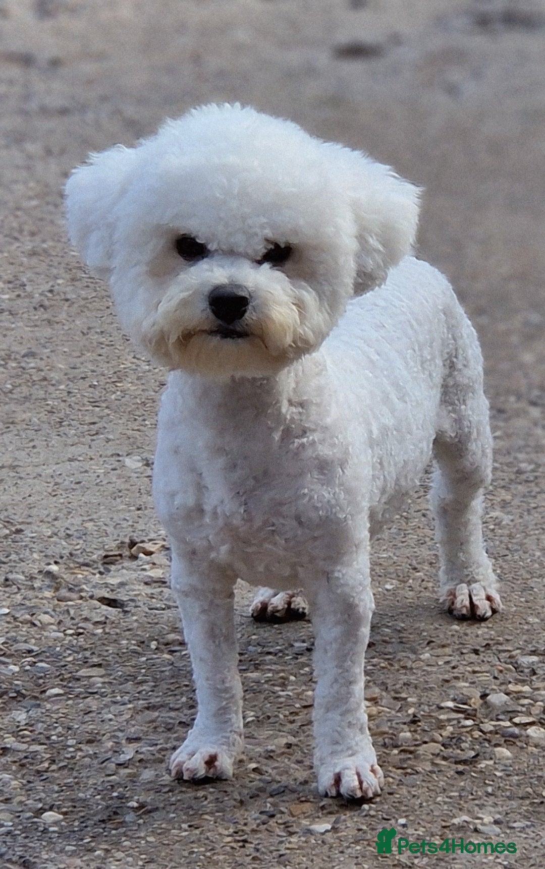 Poochon dogs for sale: 💥STUNNING H/TESTED F1 POOCHON PUPPIES FOR SALE💥 - Image 5