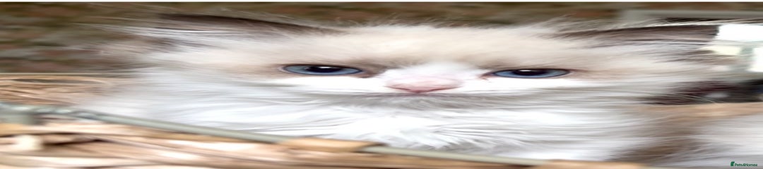 Ragdoll Kitten 3