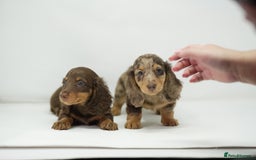 Dachshund dogs for sale: Long haired miniature dachshunds  - Image 2
