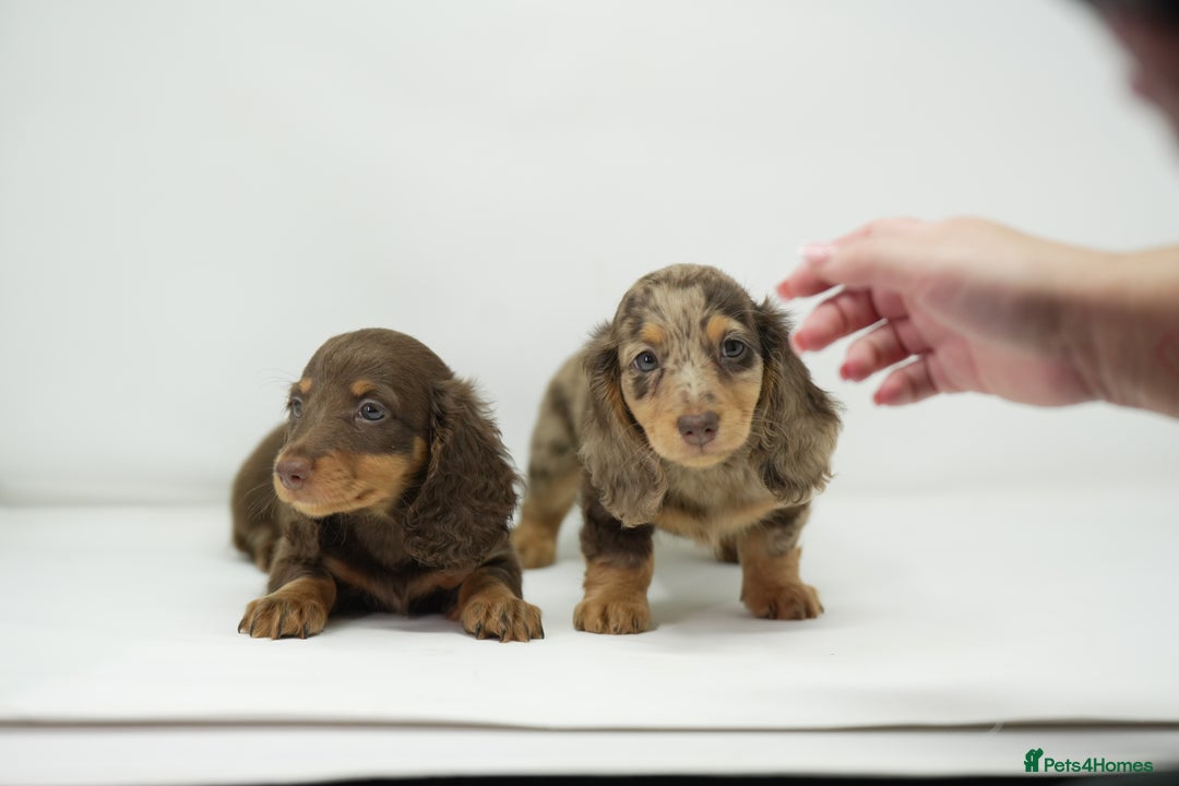 Dachshund dogs for sale: Long haired miniature dachshunds  - Image 2