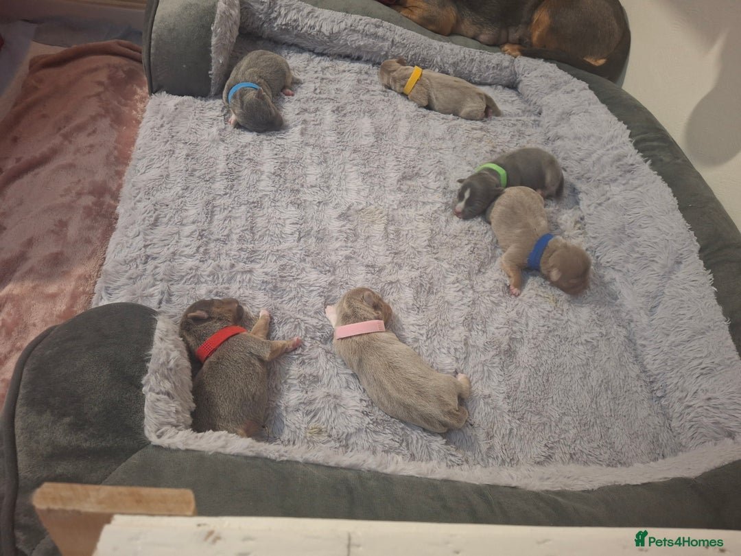 Jack Russell dogs for sale: Jack Russell puppies. - Image 8