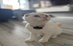 Scottish Fold cats for sale: URGENT - White Scottish Fold 🩷 - Image 3