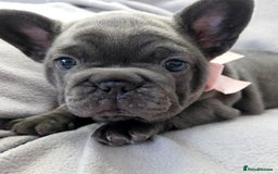 French Bulldog dogs for sale: 💖registered champion bloodline french bulldogs💖 - Image 17