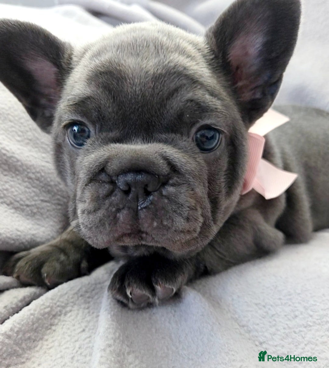 French Bulldog dogs for sale: 💖registered champion bloodline french bulldogs💖 - Image 17