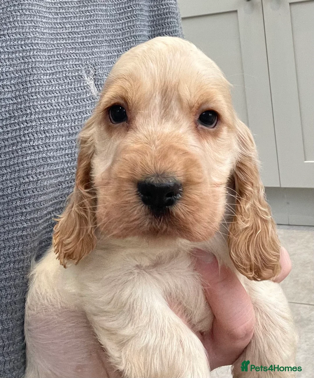 Cocker Spaniel dogs for sale: Show-Type Cocker Spaniel Puppies - Ready To Leave - Advert 2