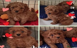 Cavapoo dogs for sale: Extensively Health Tested Red Cavapoo Puppies - Image 1