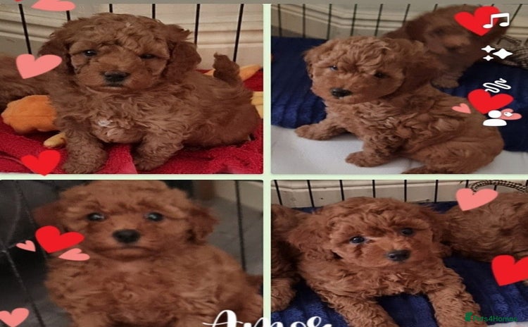 Cavapoo dogs - Advert 14