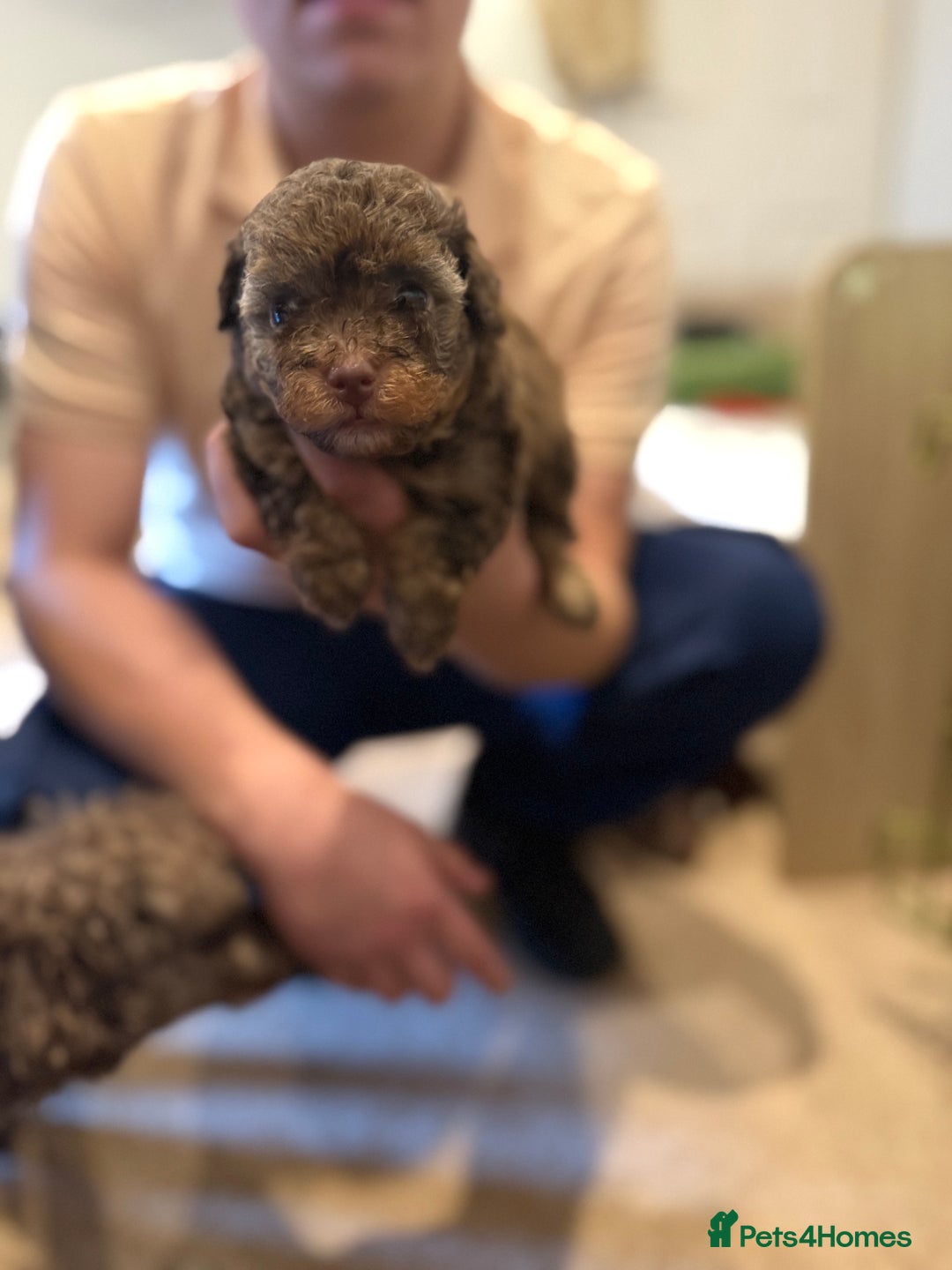 Maltipoo dogs for sale: Chocolate Maltipoos for sale - Image 5