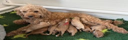 Cavapoo dogs for sale: Gorgeous F1 Cavapoo puppies. Health tested parents - Advert 10