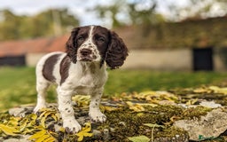 Cocker Spaniel dogs for sale: Beautiful Cocker Spaniel Puppy - Image 6