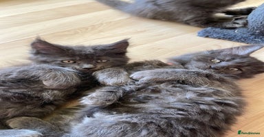 Maine Coon cats - Advert 3
