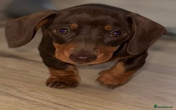 Miniature Dachshund dogs for sale: True to type chocolate mini dachshund female💗 - Image 2
