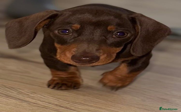 Miniature Dachshund dogs for sale - Advert 1