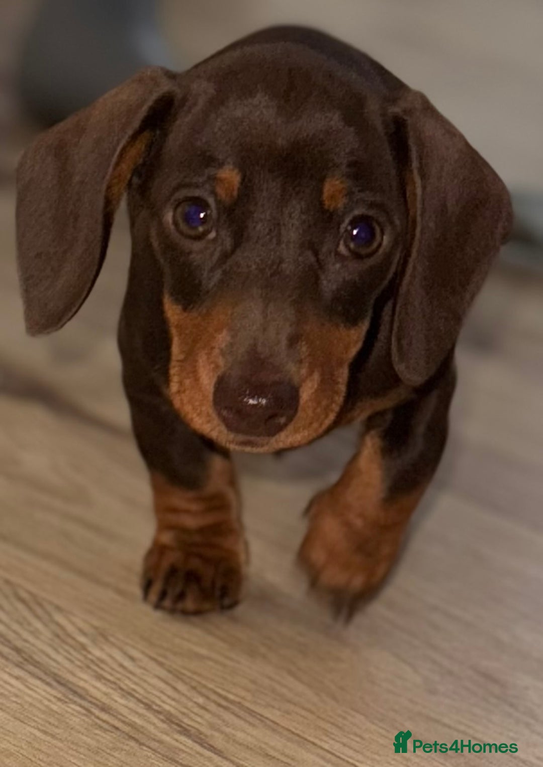 Miniature Dachshund dogs for sale: True to type chocolate mini dachshund female💗 - Image 2