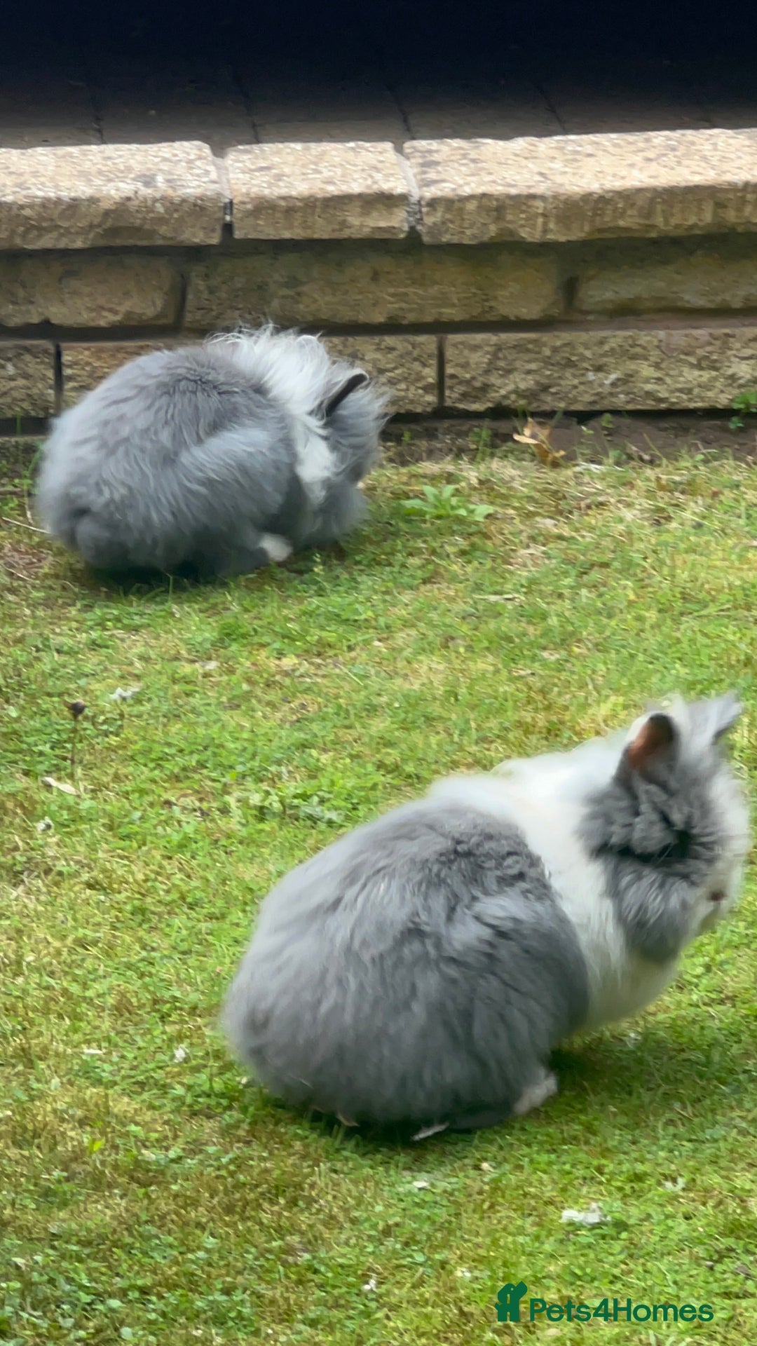 Lionhead rabbits for sale: Gorgeous Lionhead Rabbits Looking for Loving Homes - Image 10