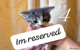 Mixed Breed cats for sale: Mixed ragdoll kittens  - Image 4