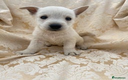 West Highland Terrier dogs for sale: West highland terriers - Image 17