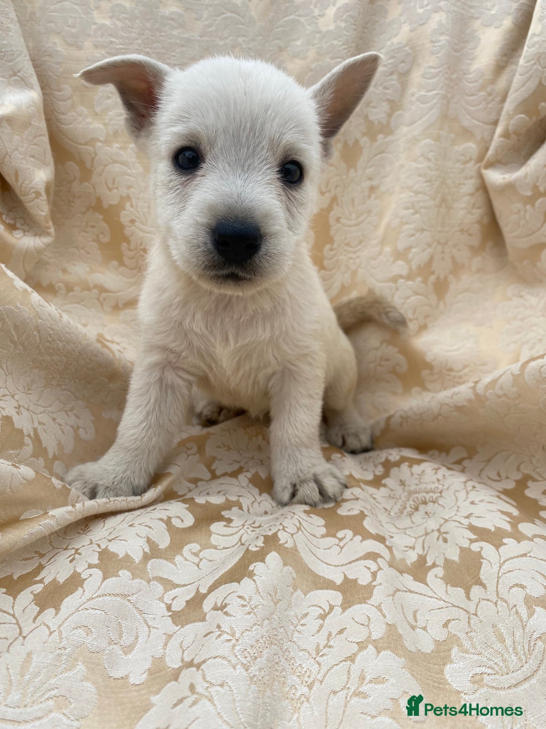 West Highland Terrier dogs for sale: West highland terriers - Image 17