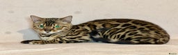 Bengal cats for sale: Bengal Queen  - Advert 14