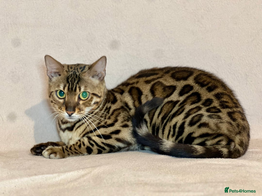 Bengal cats for sale: Bengal Queen  - Advert 14