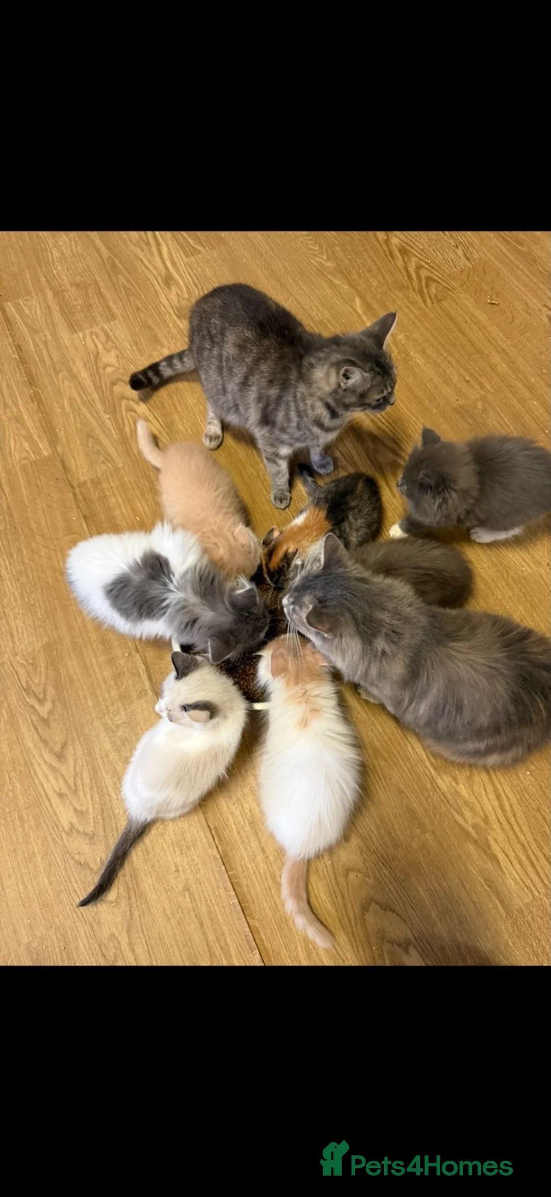 Mixed Breed cats for sale: Half ragdoll/half Maine coon kittens - Advert 13