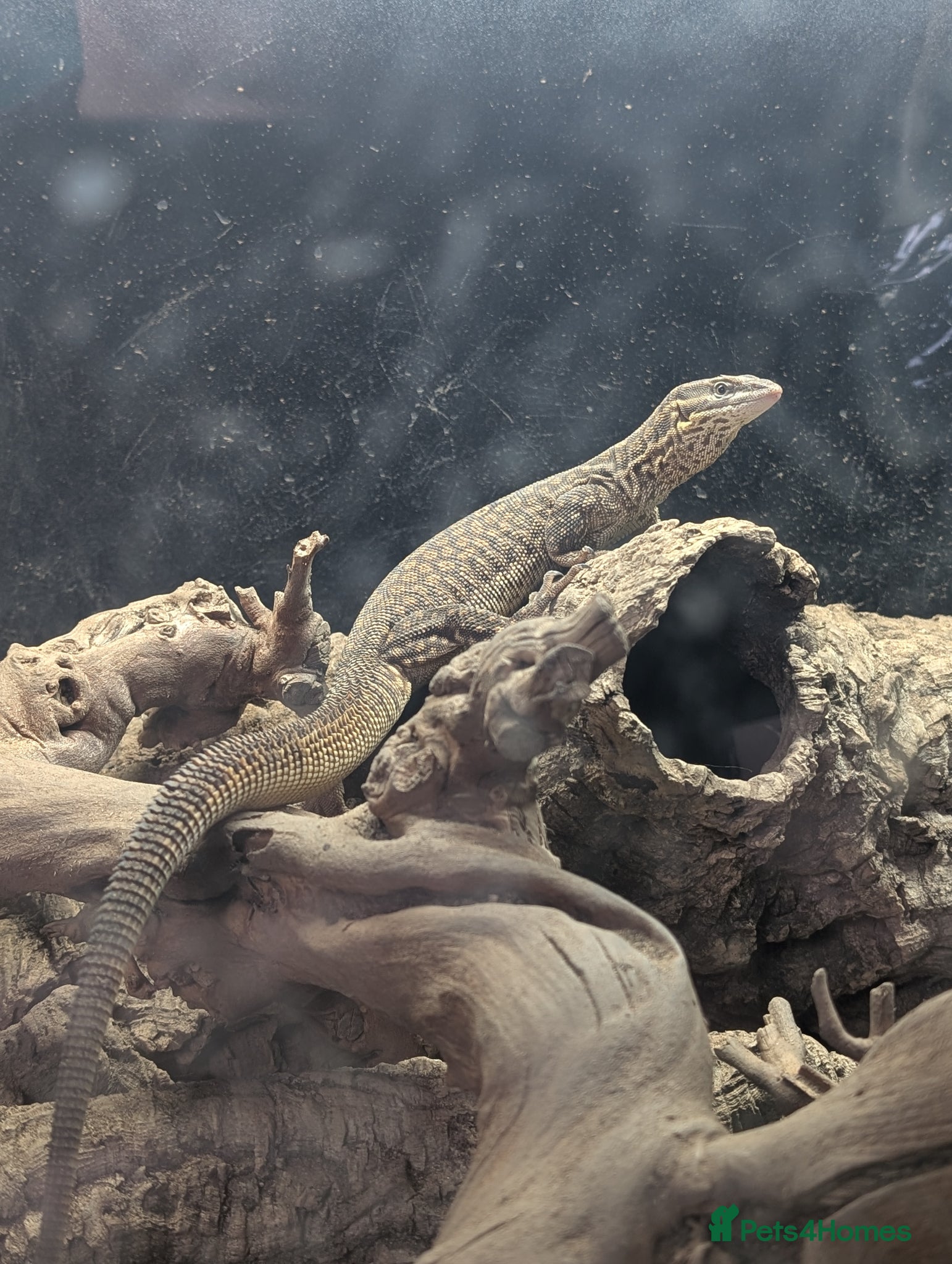 Monitor reptiles Ackie Monitor + 4ft viv and all equipment - Advert 2