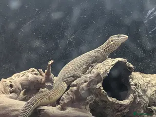 Monitor reptiles Ackie Monitor + 4ft viv and all equipment - Advert 3