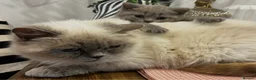 British Shorthair cats for sale: Lilac British Shorthair kitten  - Advert 5