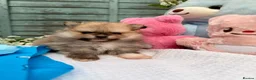 Pomeranian dogs for sale: Pomeranian Unique colour boys  - Advert 9