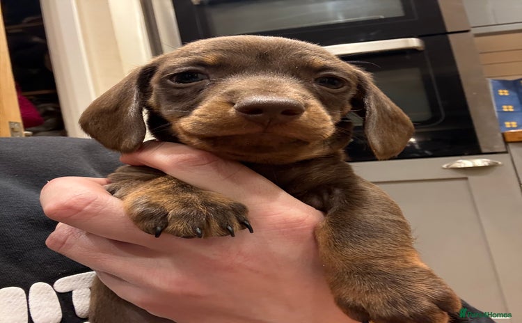 Miniature Dachshund dogs - Advert 1