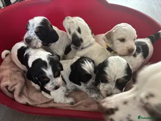 Sprocker dogs 6 beautiful sprocker cross puppy’s for sale - Advert 15