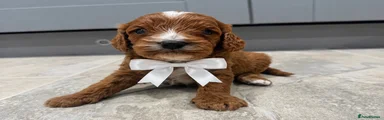 Cavapoo 2