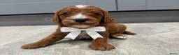 Cavapoo dogs for sale: Beautiful F1 Cavapoo's 🧬 Health Tested Parents - Advert 5