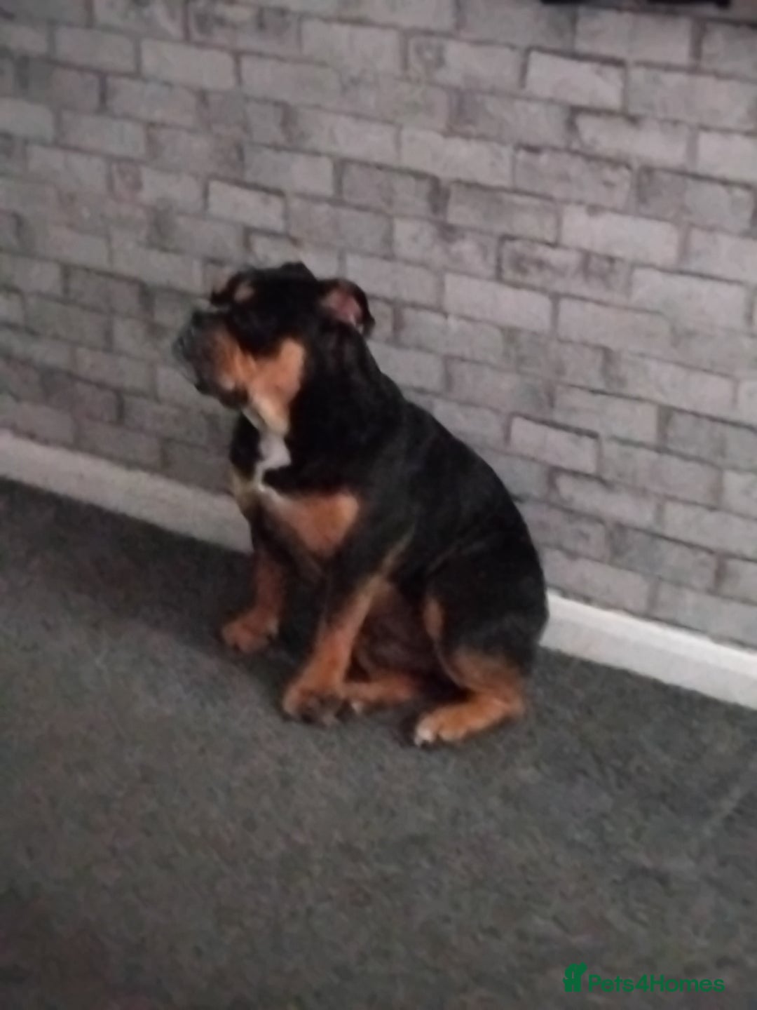 Old Tyme Bulldog dogs for sale: Old english bulldog  - Image 3