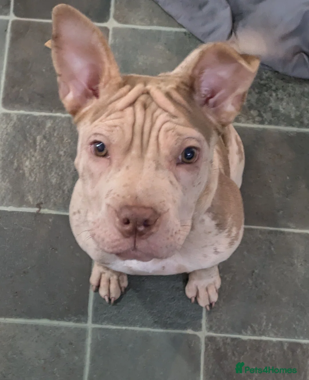 Mixed Breed dogs for sale: 2 year old female called sheba - Advert 4
