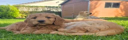 Goldendoodle dogs for sale: Red F1 Goldendoodle puppies for sale  in Leyland - Advert 3