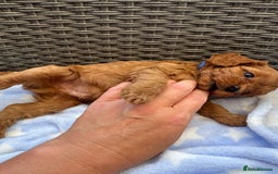 Cavapoo dogs for sale: Fluffy red Cavapoos  - Image 5