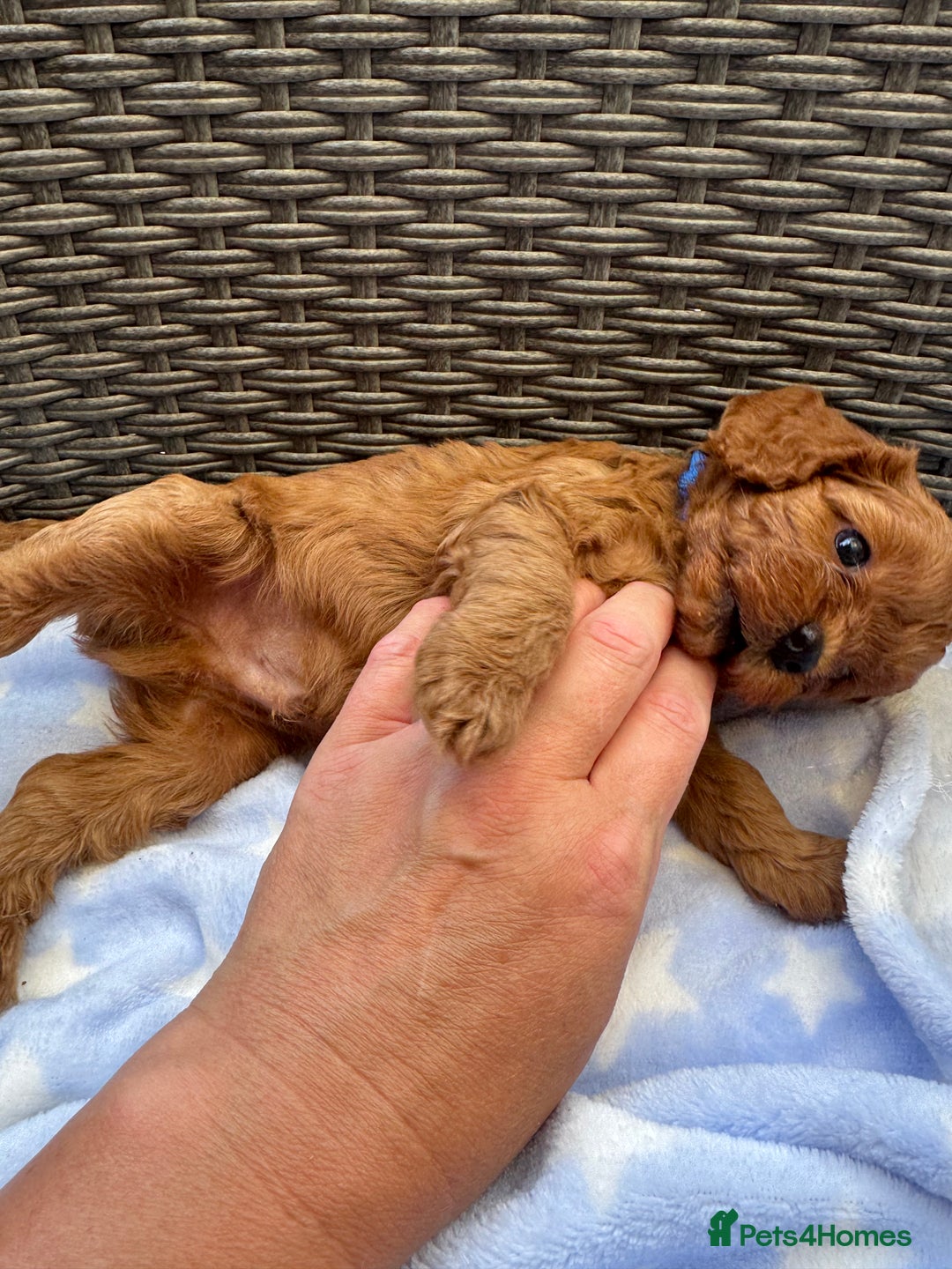 Cavapoo dogs for sale: Fluffy red Cavapoos  - Image 5