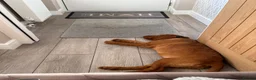 Cockerdor dogs for sale: Only the best for Ozzy-Beautiful Fox Red Cockerdor in Bradford - Advert 2