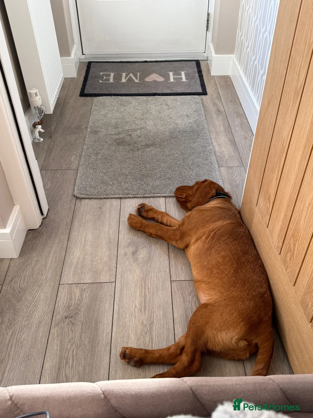 Cockerdor dogs for sale: Only the best for Ozzy-Beautiful Fox Red Cockerdor in Bradford - Advert 2