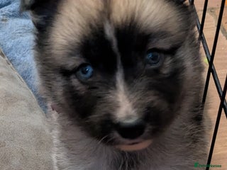 Shepsky dogs - Advert 1