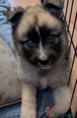 Shepsky dogs - Advert 7