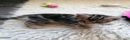 Mixed Breed cats for sale: Beautiful kittens  - Advert 5