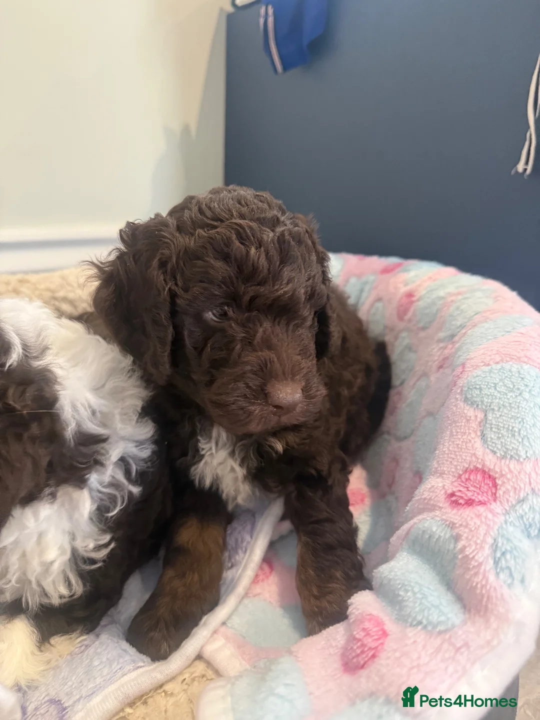 Cockapoo dogs for sale: Cockapoo Puppies For Sale 🐶  - Advert 2