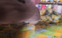 Rat rodents for sale: (AWAITING COLLECTION) 4 male rats for a good home  - Image 10