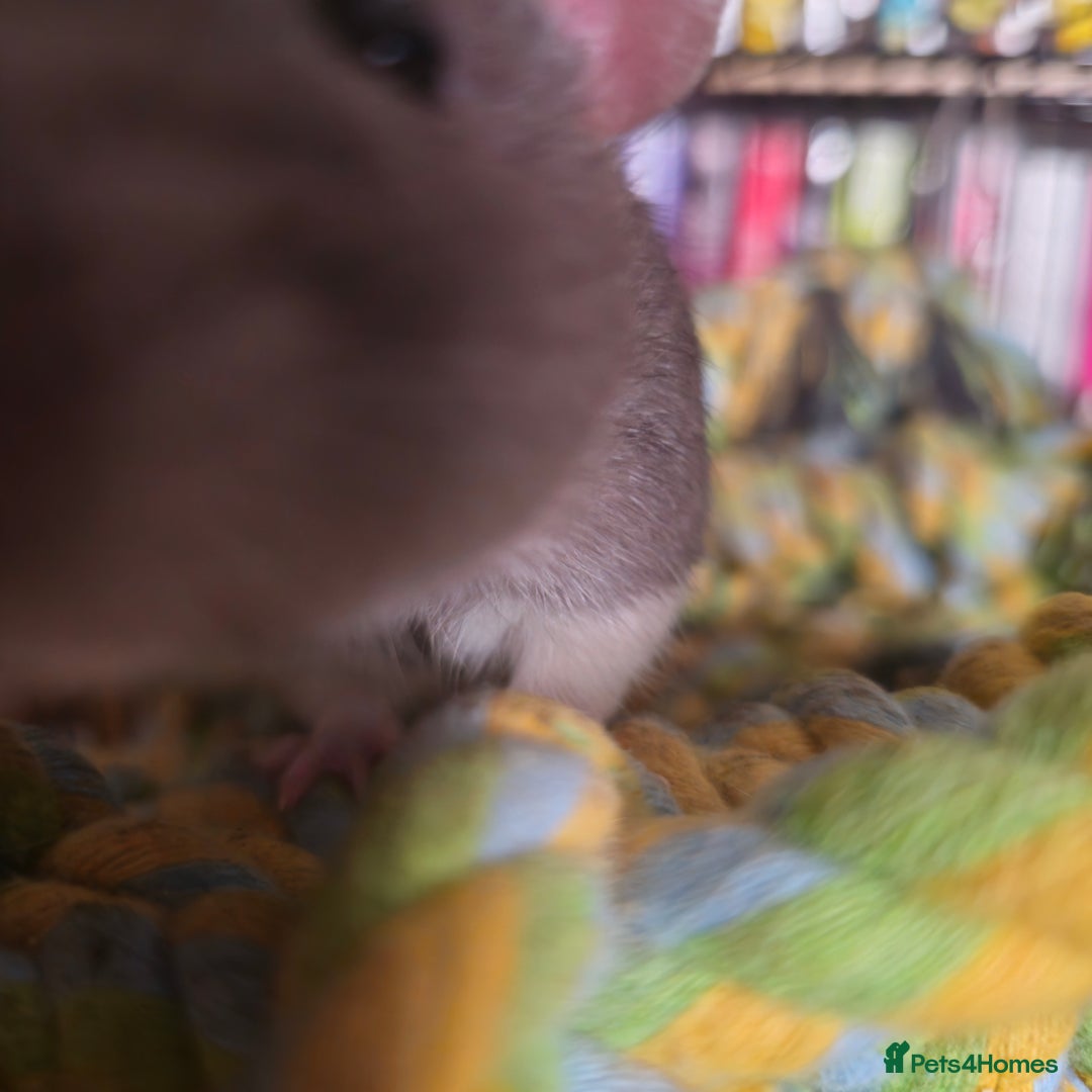 Rat rodents for sale: (AWAITING COLLECTION) 4 male rats for a good home  - Image 10
