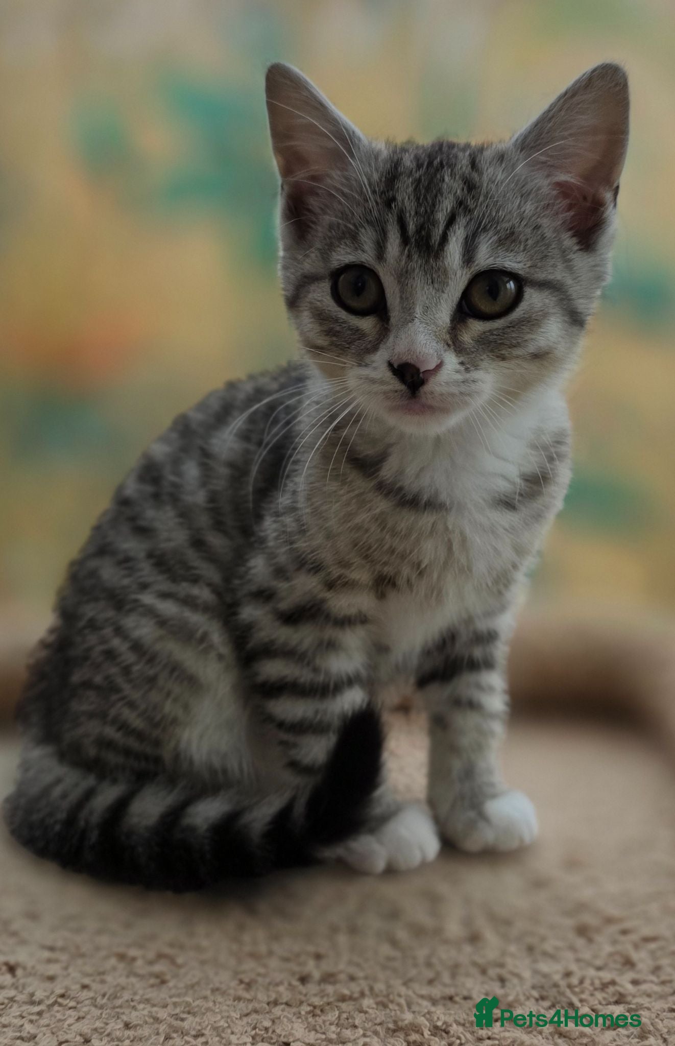 Mixed Breed cats Lovely British Shorthair Cross kitten  - Advert 1